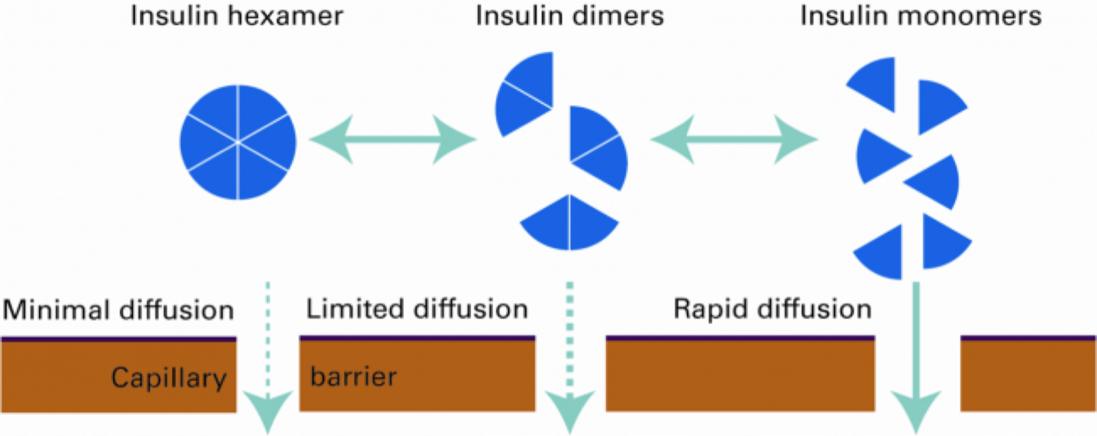 Advances in Diabetes Treatment: From Gila Monsters to Cone Snails
