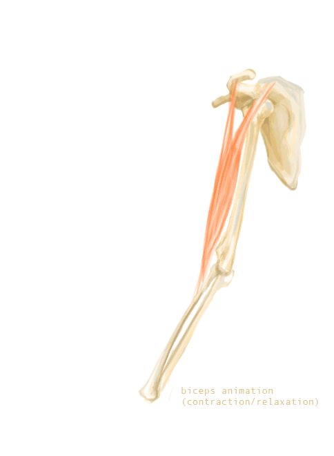 Bicep contraction and relaxation