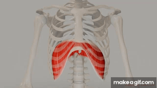 Diaphragm contraction and relaxation