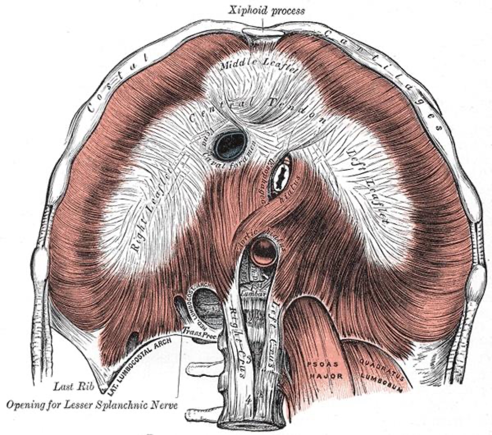 Diaphragm Dynamics