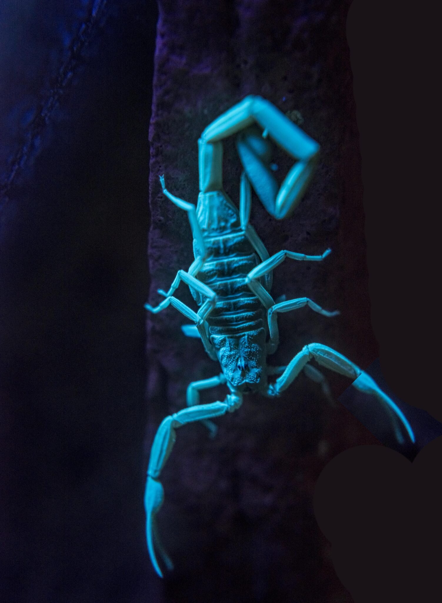 Tox Talks: Arizona Bark Scorpion